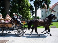 Konjarstvo Cebek, konjereja, Miha Cebek s.p. | Poišči.me