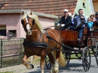 Konjarstvo Cebek, konjereja, Miha Cebek s.p. | Poišči.me