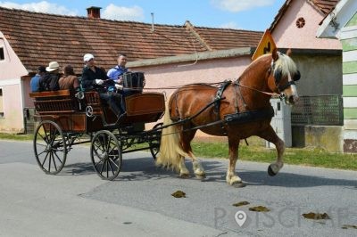 Konjarstvo Cebek, konjereja, Miha Cebek s.p. | Poišči.me